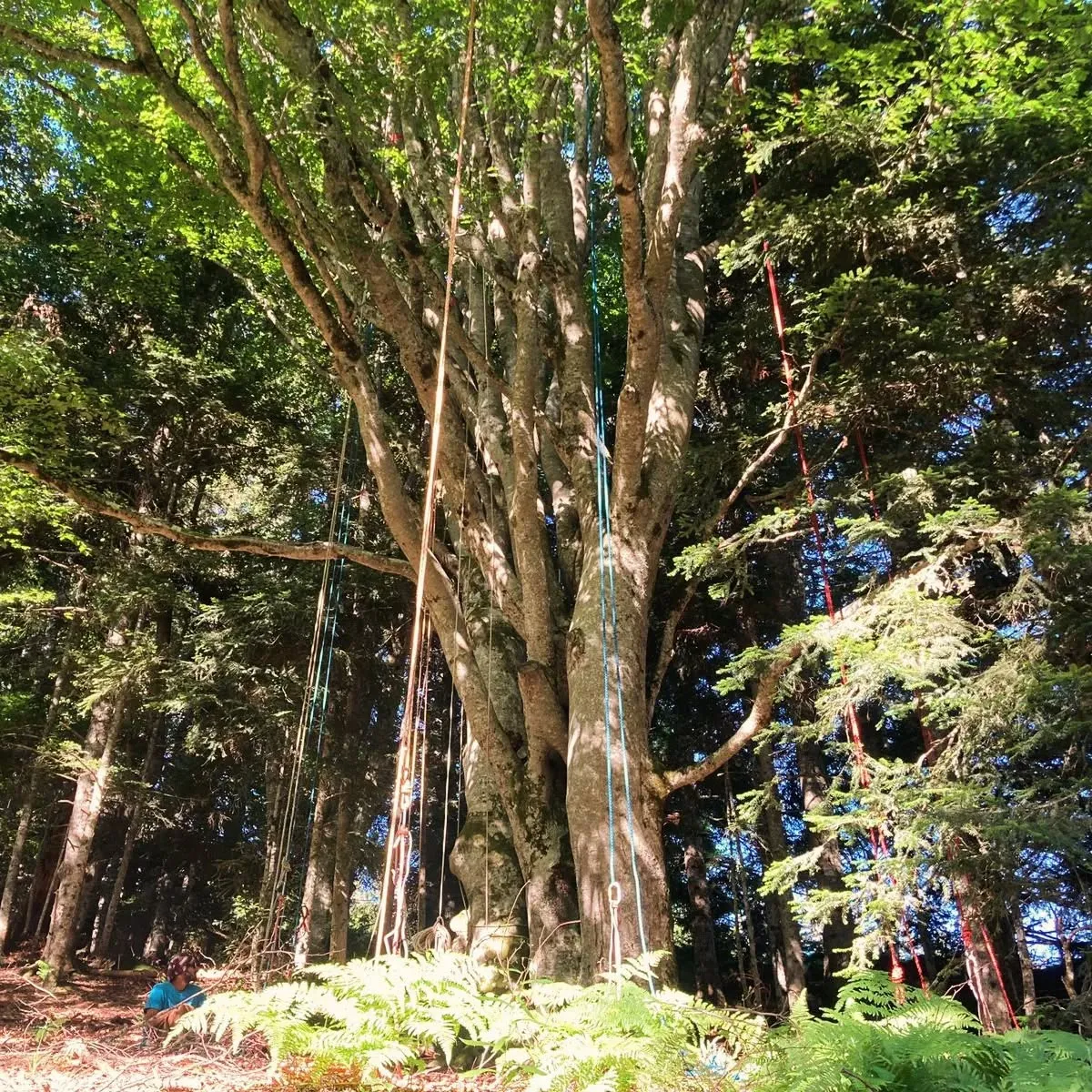Illustration d'une immersion perchée en forêt avec des participants installés dans les arbres